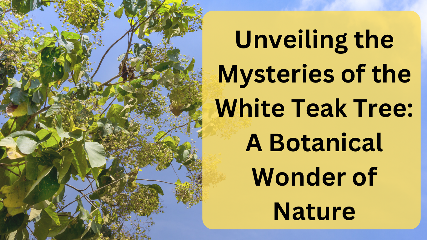 Unveiling the Mysteries of the White Teak Tree: A Botanical Wonder of Nature